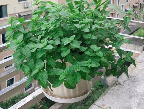 8種花“作用大”,香氣滿屋能泡茶,你養著花漂亮,花養著你健康 8種花“作用大”,香氣滿屋能泡茶,你養著花漂亮,花養著你健康