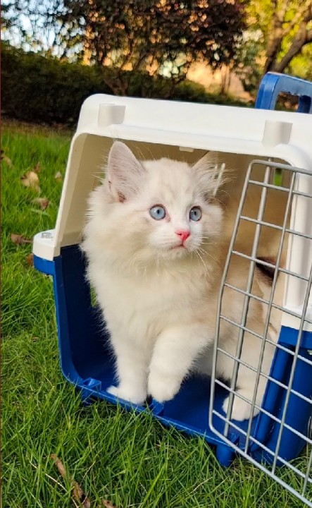 貓平時注意多注意這些,以後會避免很多不必要的疾病 貓平時注意多注意這些,以後會避免很多不必要的疾病