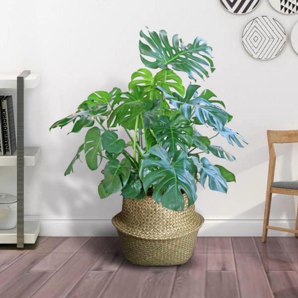 客廳想養“健康花”,建議從這12種裡面選,不僅養人,還大氣吉祥 客廳想養“健康花”,建議從這12種裡面選,不僅養人,還大氣吉祥