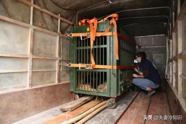 熊在殘酷的膽汁農場被關押了20年在戲劇性的救援後獲得了新的生命