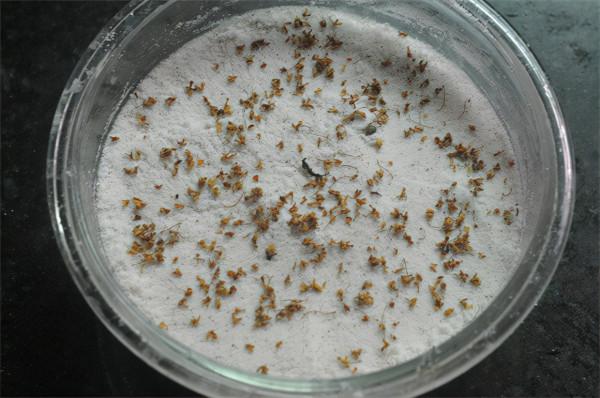 寒冬，這款早餐別錯過，孩子尤其要多吃，入鍋一蒸，蓬鬆有嚼勁