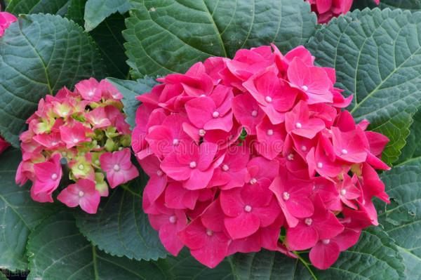 修剪這3種繡球花,記住3個詞,小白也能養出滿樹繁花 修剪這3種繡球花,記住3個詞,小白也能養出滿樹繁花