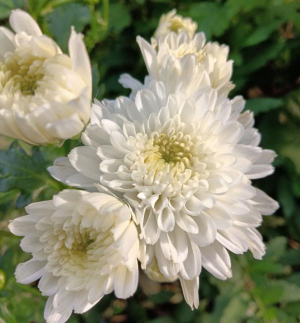 9種花,光照時間越短越容易爆盆,曬太久反而不開花 9種花,光照時間越短越容易爆盆,曬太久反而不開花