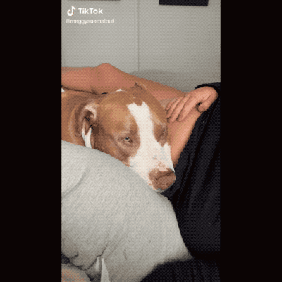 狗狗第一次感到主人肚子裡的寶寶踢踹,當場震驚,那表情太真實了 狗狗第一次感到主人肚子裡的寶寶踢踹,當場震驚,那表情太真實了