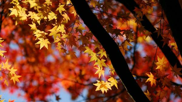 一首寫離別的佳作,全文沒有一個“離”字,卻處處都是離情 一首寫離別的佳作,全文沒有一個“離”字,卻處處都是離情