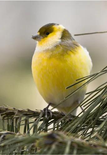 分享圖片&mdash;&mdash;美麗的金絲雀集錦