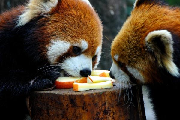 &OpenCurlyDoubleQuote;大快朵頤&rdquo;過大年