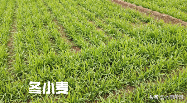 土壤溼度大，小麥還用不用澆越冬水？老農：澆與不澆應分別對待