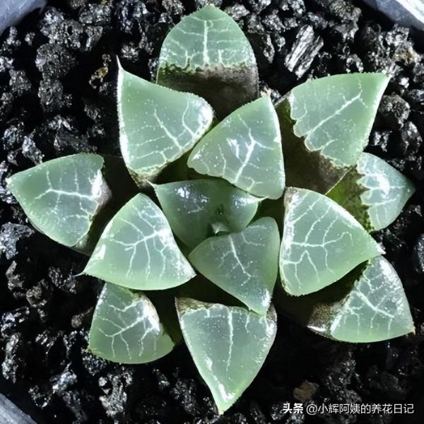 多肉品種：秋宴、錦司晃、高砂之翁、玉龍觀音、克里克特壽