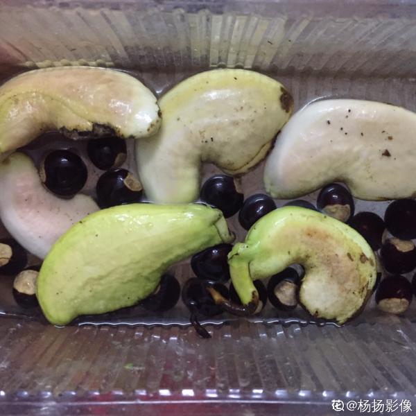 1顆“大腰果”,泡幾天服上盆,長成一棵芒果樹 1顆“大腰果”,泡幾天服上盆,長成一棵芒果樹