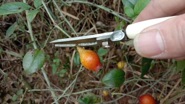 好多的金櫻子為何沒人摘，用它煮水的三大用途，好多人還不知道