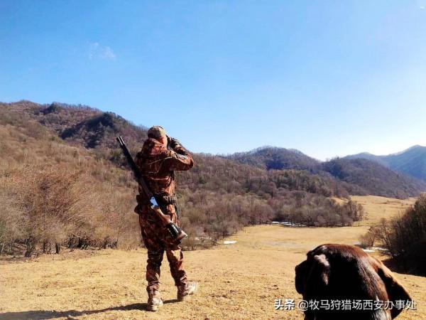 獵犬怎麼餵養 獵犬怎麼餵養