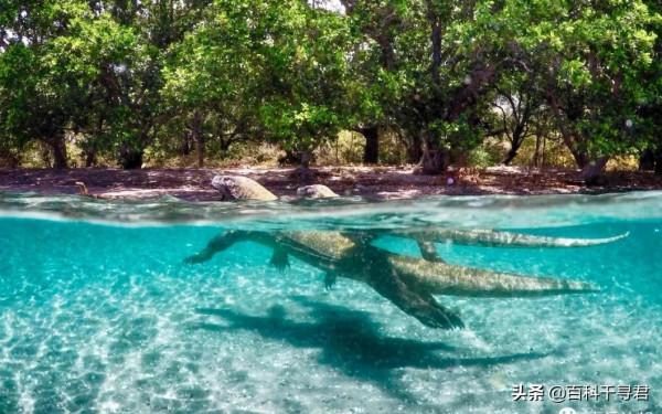 現存最大的蜥蜴,被“神話”的科莫多巨蜥,其真正實力到底如何? 現存最大的蜥蜴,被“神話”的科莫多巨蜥,其真正實力到底如何?