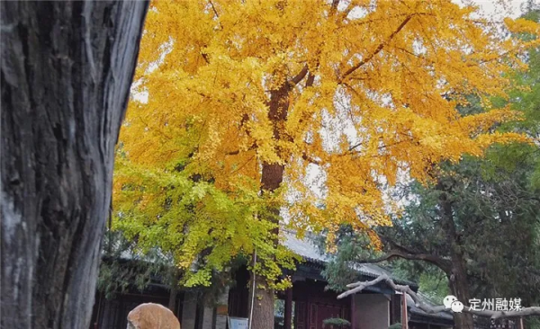 這樣的定州,也太美了吧 這樣的定州,也太美了吧