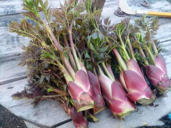 31種野菜大合集，帶你認識不同的野菜和吃法，你想要的野菜這裡有