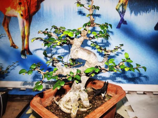 新人做盆景,榔榆是不二之選 新人做盆景,榔榆是不二之選
