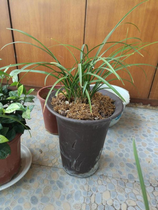 餘蝴蝶來花苞啦 餘蝴蝶來花苞啦