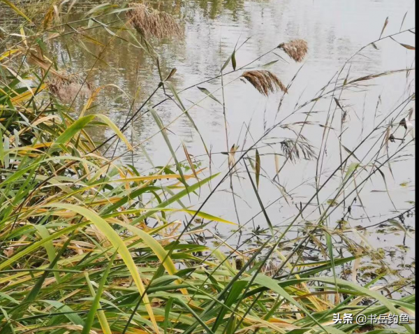 先彆著急用紅蟲!秋天的鯽魚只愛米!釣魚初學者用了都能釣獲板鯽 先彆著急用紅蟲!秋天的鯽魚只愛米!釣魚初學者用了都能釣獲板鯽