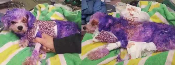 人類自以為的美麗，正在殺死我