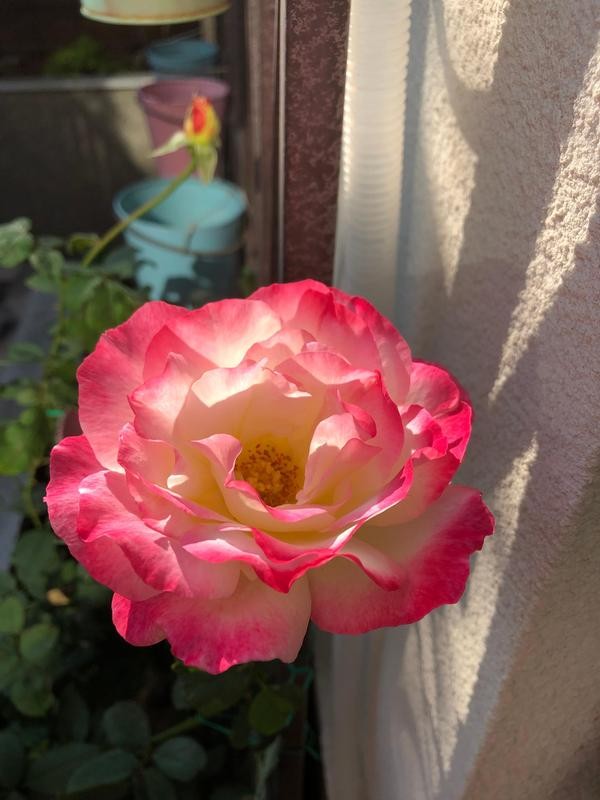 我種了80多種月季花