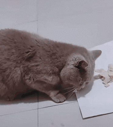 2塊錢，奪走了我家貓的命