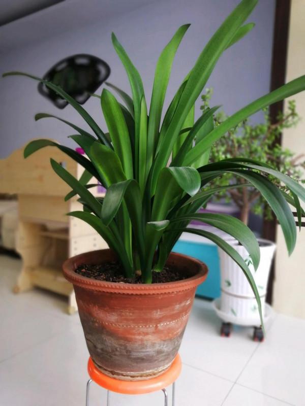 八種“旺財花”，一曬就黃葉，放在“半陰地”反而長得旺