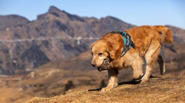 世界上最聰明的十類狗狗（二）