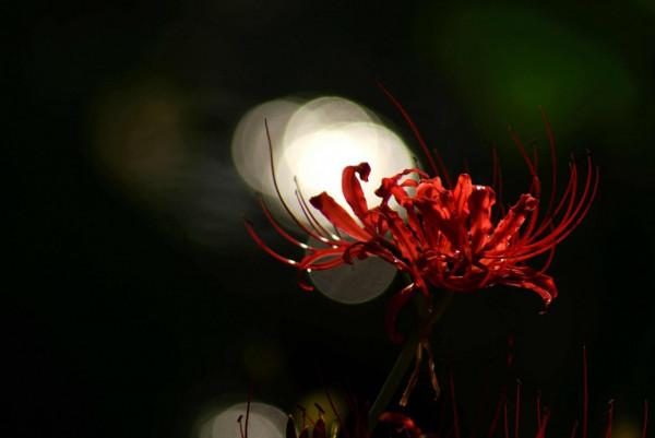 7種“美麗花”，但卻個個“不吉利”，養了很糟心，看看你養了沒