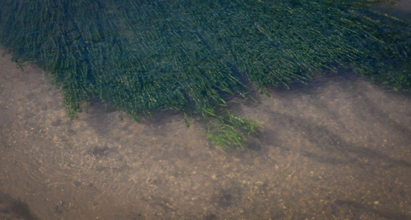 圭塘河：一條城市內河的自然史