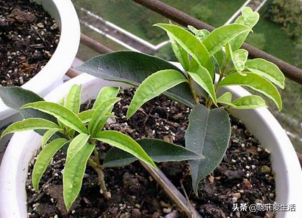 秋天“這樣”扦插桂花，生根快、成活率高，年年開花，花香濃郁