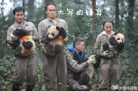 泥巴山出產泥巴大熊貓