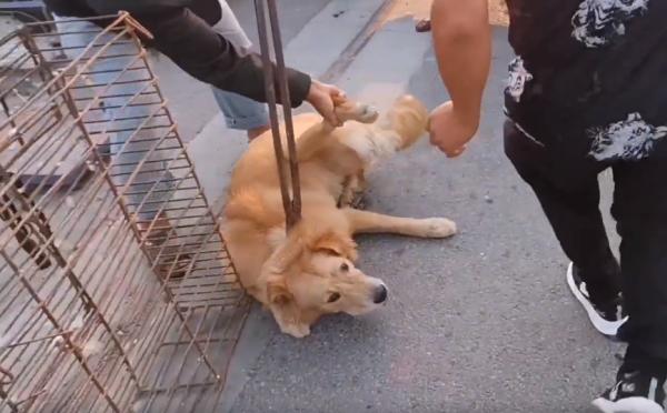 500塊咬人金毛賣狗販,不明真相的狗狗因信任主人,狗市裡撒歡 500塊咬人金毛賣狗販,不明真相的狗狗因信任主人,狗市裡撒歡