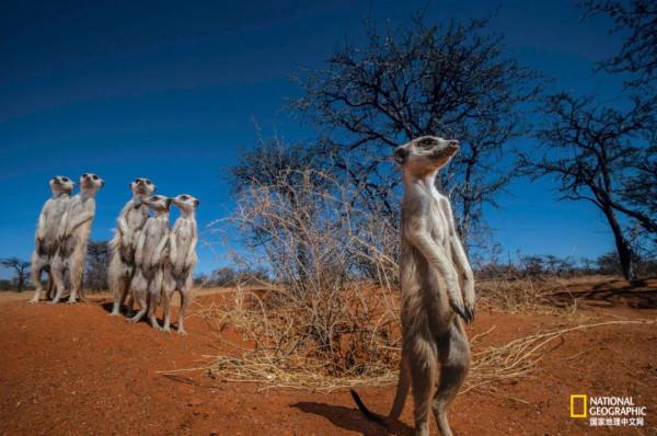 一年只發一次，2021年度最佳野生動物攝影