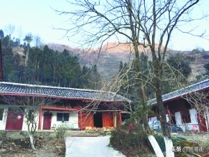 真實事件：甘肅66歲老漢茶園遭熊貓撕咬！起訴當地機構後獲賠40W