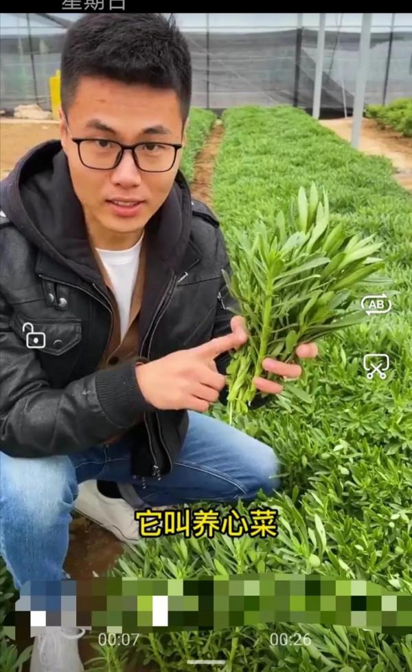 補鈣蔬菜-養心菜