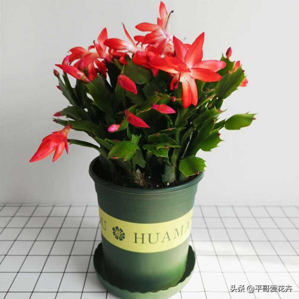 平安夜來臨，5種花今年很“流行”，你家裡養了幾種呢？真的很美