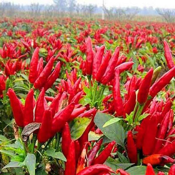 同樂16朝天椒簇生小米椒指天椒高產辣椒種子 同樂16朝天椒簇生小米椒指天椒高產辣椒種子