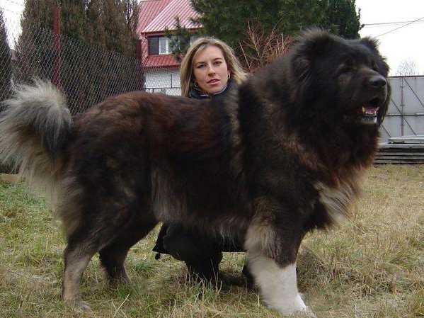 狗中巨人:這6種狗狗,站起來不低於一米八 狗中巨人:這6種狗狗,站起來不低於一米八