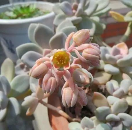 50種多肉開花欣賞，你養的開花了嗎？快來曬曬