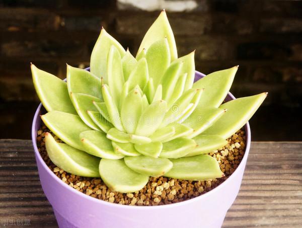 有經驗的人養多肉，都在爭分奪秒做3件事，難怪多肉長那麼好