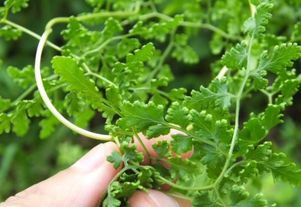 農村路邊不起眼的野草，實際上是清熱止疼的良藥