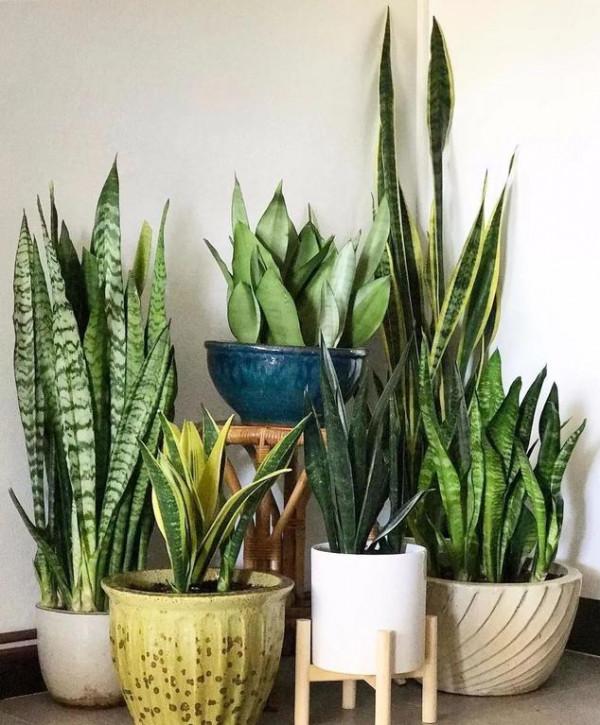 人養花,花亦養人!家居盆花20種,漂亮又實用,總有一款你喜歡 人養花,花亦養人!家居盆花20種,漂亮又實用,總有一款你喜歡