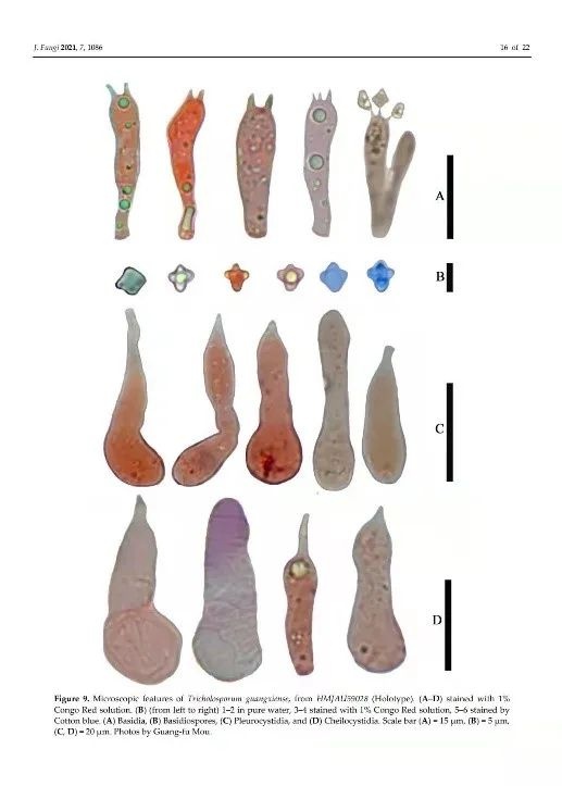 吉林農業大學圖力古爾教授團隊發表真菌新科