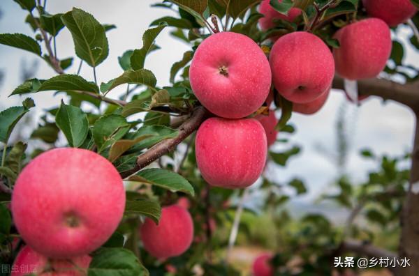 作物病害多、產量低？老農教你個“黃金配方”，作物防病又增產