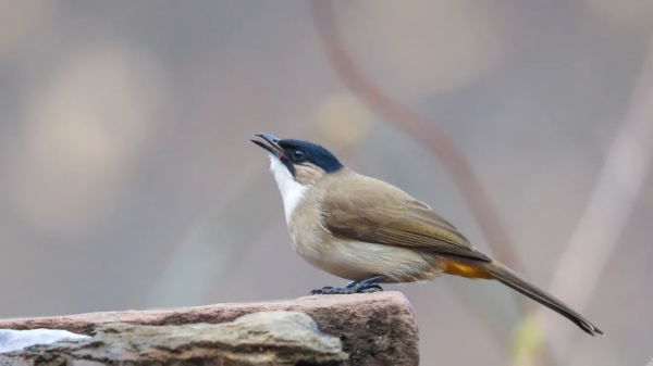 「山西鳥類圖鑑」| 黃臀鵯