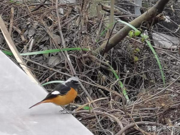 北紅尾鴝安居北碚縉雲寺嘉陵江邊，曾入瀕危物種紅色目錄
