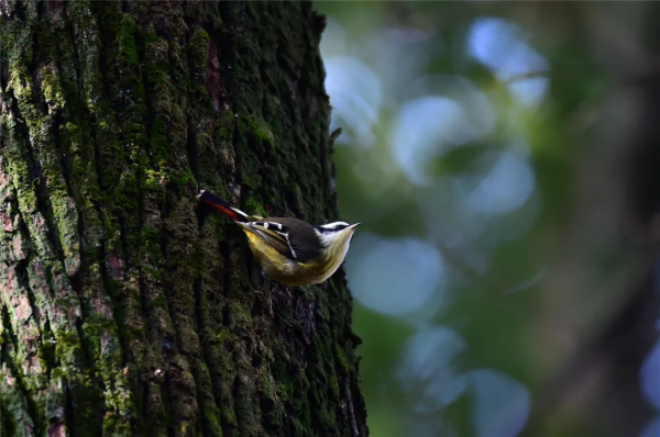 40+張大片!帶你領略這裡的“鳥禽圖鑑”! 40+張大片!帶你領略這裡的“鳥禽圖鑑”!