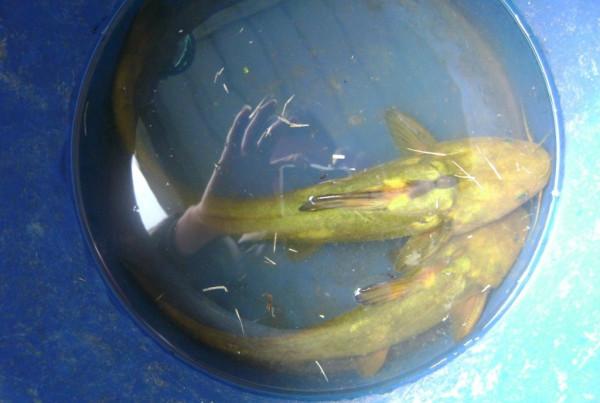 河南老鄉黃河釣起“半米長黃辣丁”，馬上有人出200元想買