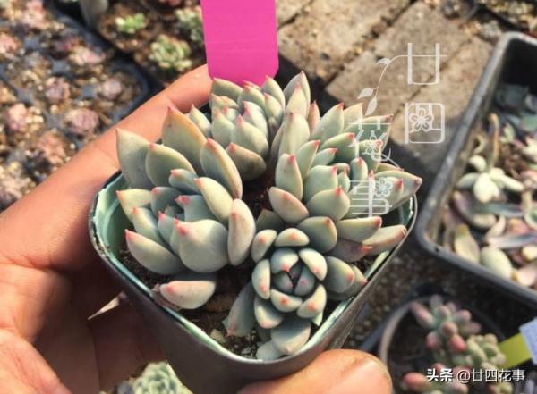 7種花，就要“窮養”，小花盆少澆水施薄肥，長勢才喜人