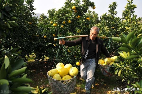 管理大果園8年，我踩過的5個大坑，每坑都裝著辛酸淚